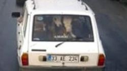 Otomobilinin arka koltuğuna 2 tosun sığdırdı