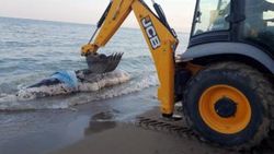 Antalya'da kıyıya balina ölüsü vurdu
