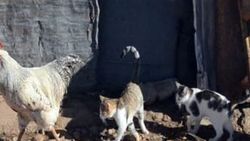 Yavru kedilerin horozla olan dostluğu