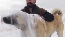 Kangalların kar mutluluğu - İzle