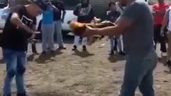 Kendini dövüştüren sahibine saldıran horoz