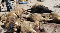 Sivas'ta başıboş köpekler koyunları telef etti