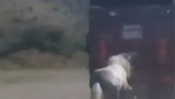 Ankara'da atı kamyonun arkasına bağlayıp sürüklediler