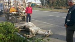 Açlıktan yere yığılan atı kırbaçla kaldırmaya çalıştı
