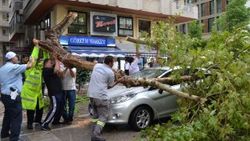 Adana'da şiddetli yağış ve fırtına ağaçları devirdi
