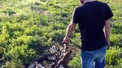 Adapazarı'nda etleri alınmış at kemikleri bulundu