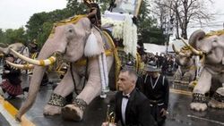 Tayland'da 'Beyaz Fil' töreni