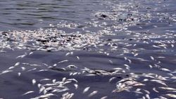 Hatay'da balık ölümleri