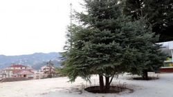 Rize'de ladin ağaçlarına Karadeniz usulü koruma