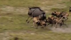 Öküz başlı antilop vahşi köpeklere yem oldu