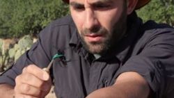 Kendini pepsis arısına sokturan adam