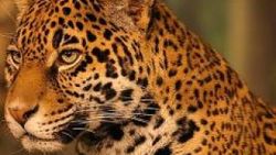 Timsahların amansız düşmanı Jaguar