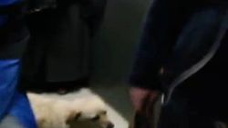 Bursa'da yolcu otobüsüne köpek bindi