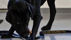 CIA köpek Lulu'yu işten çıkardı
