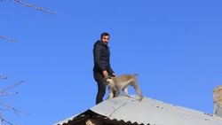 Hakkari'de maymun kurtarma operasyonu