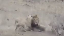 Dişi aslanların yakaladığı avı kaçıran erkek aslan