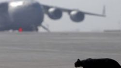 Atatürk Havalimanı'nda piste kedi girdi