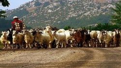 Siirt'te çoban kendini vurdu