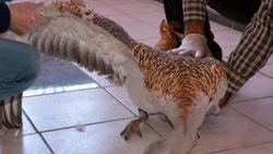 Tunceli'de Toy Kuşu bulundu