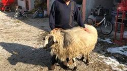 Annesini yaralayan koçu kesti