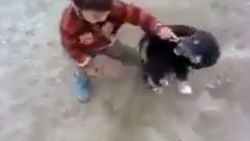 Yavru köpekle minik çocuğun kavgası- İZLE