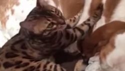 Köpeğe masaj yapan sevimli kedi