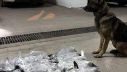 Kayseri'de uyuşturucu operasyonu: 5 gözaltı