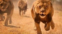 Zimbabve'de 10 yaşındaki kıza aslan saldırdı