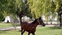 Böbrek taşını düşürmek için at çaldı