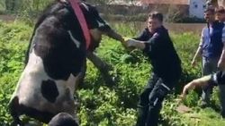 Adapazarı'nda kuyuya düşen ineği itfaiye kurtardı