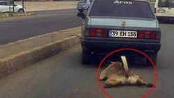 Köpeği otomobile bağlayıp sürükleyen sürücü bulundu