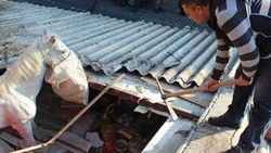 Balıkesir'de balıkçının çatısına at düştü