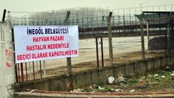 Bursa'da şap karantinası