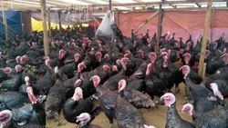 Yılbaşı hindileri satışa çıktı