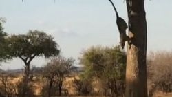Ağaçtan atlayan leopar impalayı avladı