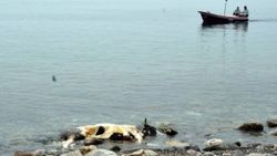 Zonguldak'ta telef olan inek sahile vurdu