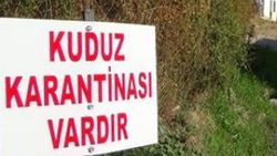 Afyonkarahisar'da kuduz alarmı