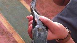 Hatay'da oltaya vantuz balığı takıldı