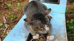 Vefakar kedi sahibinin mezarından ayrılmıyor