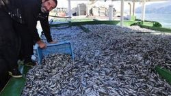 Karadeniz'de hamsi bolluğu