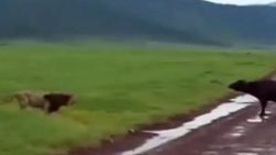 Ormanlar Kralı Aslanı madara eden Buffalo İZLE