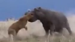 Su aygırını gözüne kestiren aslanın hazin sonu