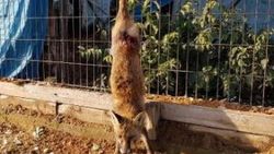 Tilkinin kuyruğunu kesip ayaklarından tellere astılar
