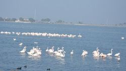 İzmir İnciraltı adeta flamingo cenneti