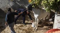 Boş sulama havuzuna düşen at 4.5 saatte kurtarıldı