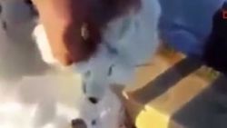Ölü taklidi yapan tilki avcılardan kurtuldu