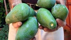 Kan kanserine karşı günde 1 avokado