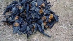 Avustralya'da yüzlerce yarasa aşırı sıcaklardan öldü