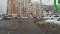 Köpekten trafik dersi - İZLE