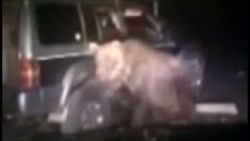 Rusya'da ayıya yapılan işkence kamerada